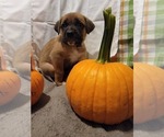 Puppy 5 Bullmastiff-Saint Bernard Mix