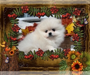 Pomeranian Puppy for sale in CHARLOTTE, NC, USA