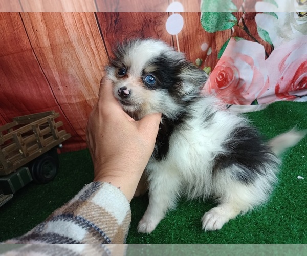 Medium Photo #3 Pomeranian Puppy For Sale in CARTHAGE, TX, USA