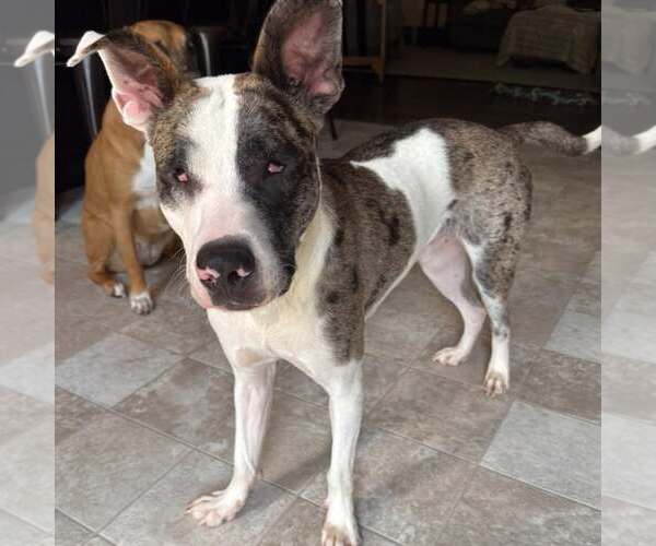 Medium Photo #1 Catahoula Leopard Dog-Unknown Mix Puppy For Sale in New Oxford , PA, USA