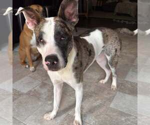 Catahoula Leopard Dog-Unknown Mix Dogs for adoption in New Oxford , PA, USA