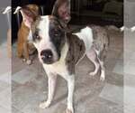 Small Catahoula Leopard Dog Mix