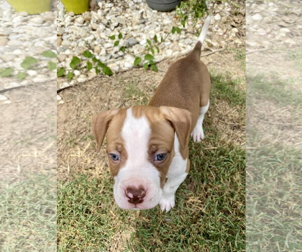 Medium Photo #3 Bullboxer Pit Puppy For Sale in Hillsboro, MO, USA