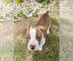 Small #2 Bullboxer Pit