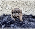 Puppy 1 Shih Tzu