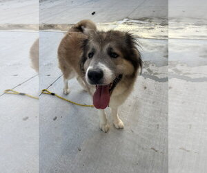 Great Pyrenees Dogs for adoption in Lancaster, PA, USA