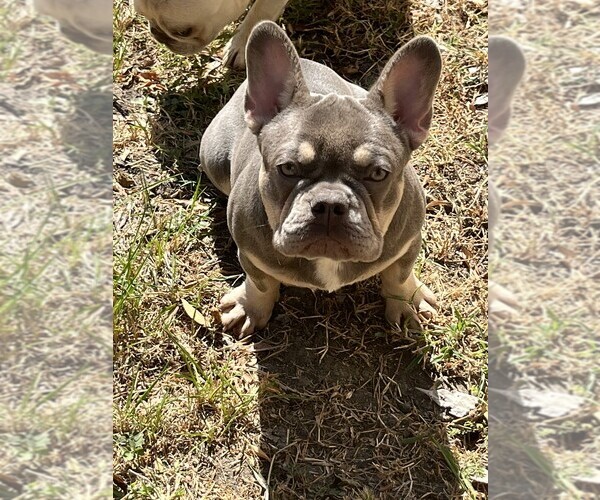 Medium Photo #1 French Bulldog Puppy For Sale in HUNTSVILLE, TX, USA