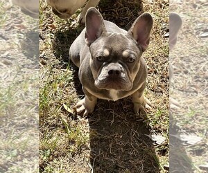 Mother of the French Bulldog puppies born on 06/15/2026