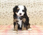 Small #2 Miniature Bernedoodle