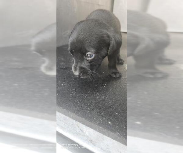 Medium Photo #1 Mutt Puppy For Sale in San Antonio, TX, USA