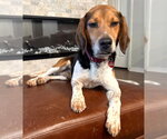 Small #7 Beagle