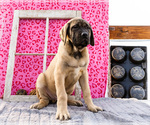 Small #11 Mastiff