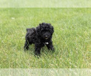 Poodle (Toy) Puppy for sale in NAPPANEE, IN, USA