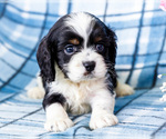 Puppy Joey Cockalier