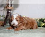 Small #1 Maltipoo (Toy)