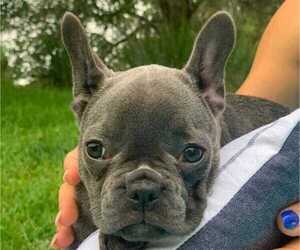 French Bulldog Puppy for sale in JACKSONVILLE, FL, USA