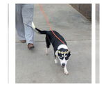 Small #1 Siberian Husky Mix