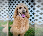 Small #1 Poodle (Standard) Mix