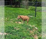 Small Photo #6 Olde English Bulldogge Puppy For Sale in NEOSHO, MO, USA
