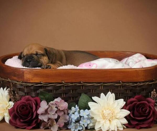 Medium Photo #21 Olde English Bulldogge Puppy For Sale in WRIGHT CITY, MO, USA