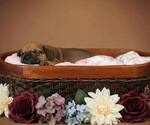 Small #20 Olde English Bulldogge