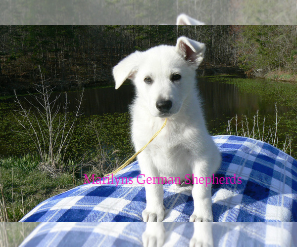 Medium Photo #3 German Shepherd Dog Puppy For Sale in PIEDMONT, MO, USA