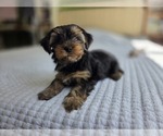 Small #37 Yorkshire Terrier
