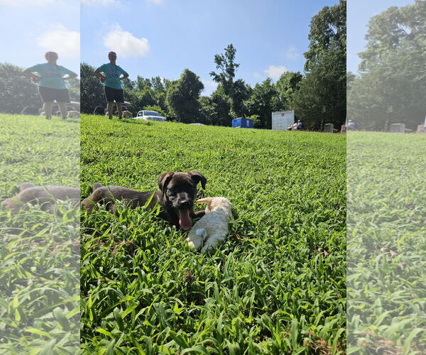 Medium Photo #6 Chihuahua-Labrador Retriever Mix Puppy For Sale in Thomasville, NC, USA