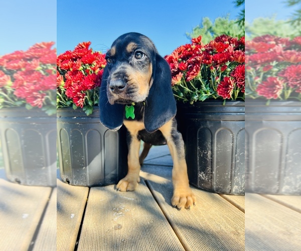 Medium Photo #1 Bloodhound Puppy For Sale in BARRYTON, MI, USA