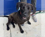 Small #1 Labrador Retriever-Retriever  Mix