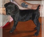 Small Photo #14 Cane Corso Puppy For Sale in GRENVILLE, NM, USA