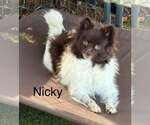 Nicky - Female Pomeranian Dog for Adoption - Small photo