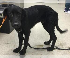Medium Labrador Retriever