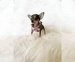 Small #6 Chihuahua