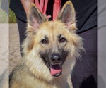 Princess - Female Collie-German Shepherd Dog Mix Dog for Adoption - Small photo