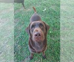 Small Photo #1 Labrador Retriever Puppy For Sale in LAKELAND, FL, USA