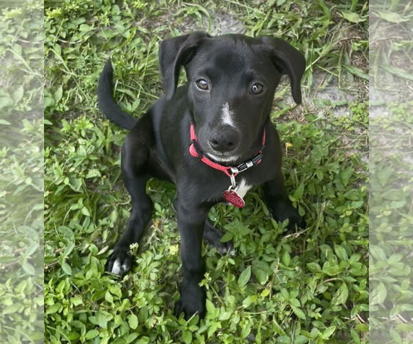 Medium Photo #1 Mutt Puppy For Sale in Royal Palm Beach, FL, USA