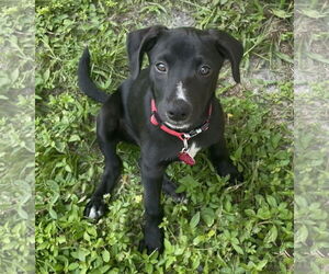 Mutt Dogs for adoption in Royal Palm Beach, FL, USA