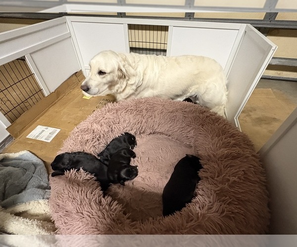 Medium Photo #2 Collie-English Cream Golden Retriever Mix Puppy For Sale in SANTA ROSA BEACH, FL, USA