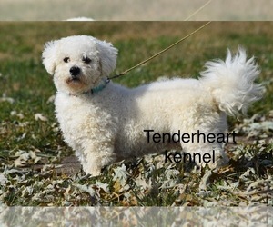 Father of the Zuchon puppies born on 05/13/2023