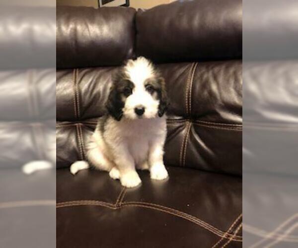 Medium Photo #1 Saint Berdoodle Puppy For Sale in FINLAYSON, MN, USA