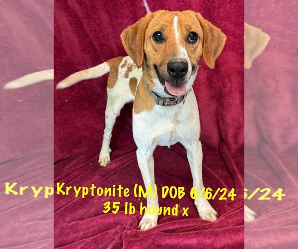 Medium Photo #14 Mutt Puppy For Sale in pomfret, CT, USA