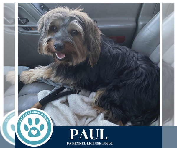 Medium Photo #2 Mutt Puppy For Sale in Kimberton, PA, USA