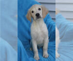 Small Photo #1 Golden Retriever Puppy For Sale in STATEN ISLAND, NY, USA