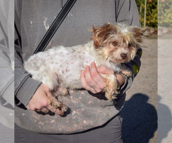 Medium Photo #2 Mutt Puppy For Sale in Huntley, IL, USA