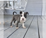 Small Photo #11 American Bully Puppy For Sale in LA VERNIA, TX, USA