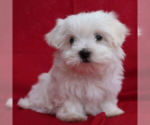 Maltese Puppy for Sale in GREENVILLE, Pennsylvania USA