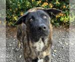 Small Holland Shepherd