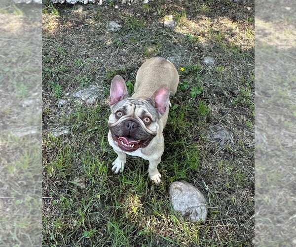 Medium Photo #6 French Bulldog Puppy For Sale in Oak Bluffs, MA, USA