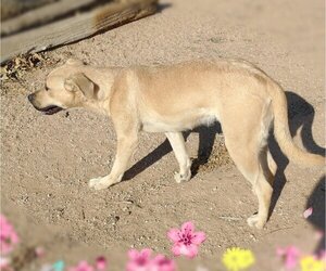 Amarilla - Female Mutt Dog for Adoption - Photo #9